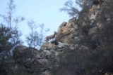 Bonita_Falls_15_092_12312015 - Looking way up at the profile of another one of the bighorn sheep grazing near the Bonita Falls on New Year's Eve 2015