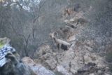 Bonita_Falls_15_113_12312015 - Another look at the desert bighorn sheep perched high up on the cliffs near the Bonita Falls in late December 2015