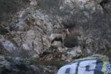 bonita_falls_15_124_12312015-en annen av ørkenen bighorn sauer som ligger høyt oppe på klippene nær bonita Falls I Slutten Av Desember 2015