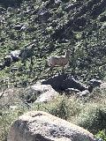 Borrego_Palm_Canyon_002_jx_02092019 - The bighorn sheep that Julie spotted along the Borrego Palm Canyon Trail