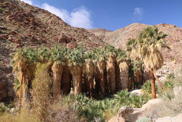 Borrego_Palm_Canyon_166_02092019 - A more satisfying look at the fan palm oasis away from the currently-sanctioned part of the Borrego Palm Canyon Trail