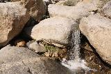 Borrego_Palm_Canyon_195_02092019 - This tiny waterfall was the last of the Borrego Palm Canyon Falls we spotted before turning back