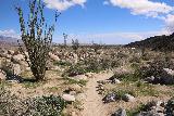 Borrego_Palm_Canyon_265_02092019 - More ocotillo cacti growing alongside the alternate Borrego Palm Canyon Trail