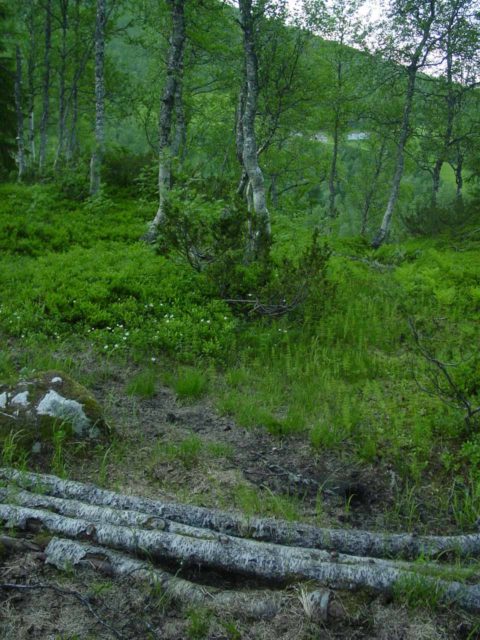 Bredekfossen_015_07052005