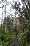 Brooks_Falls_020_04202019 - Hiking beneath some impressive Eucalyptus Trees as I was climbing up towards the Brooks Creek Trail