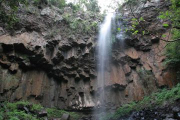 Browns Falls was a short 10-15m waterfall that was remarkable to us in that it plunged over basalt columns that we could argue were every bit as pronounced as some of the more famous examples...