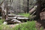 Buckhorn_Falls_004_05012016 - When I wasn't bouldering in Buckhorn Creek, I managed to wade through fallen trees and poison oak