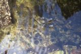 Buckhorn_Falls_047_05012016 - This was one of the eccentric long-legged water bugs swimming near Buckhorn Falls
