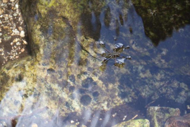 Buckhorn_Falls_047_05012016 - A very interesting-looking long-legged water bug swimming in the plunge pool beneath the Buckhorn Falls