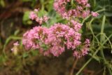 Burnie_Park_17_074_12012017 - Nearby Oldaker Falls were these pink flowers