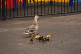 Burnie_Park_17_132_12012017 - A duck and chicks at Burnie Park