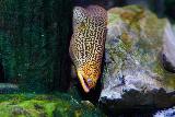 Cairns_056_06272022 - A moray eel inside the Cairns Aquarium