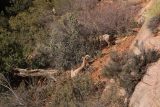 Canyon_Overlook_Trail_026_04042018 - Focused on just a pair of the desert bighorn sheep along the Canyon Overlook Trail
