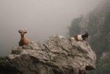 Cares_Gorge_433_06112015 - Closeup look at another pair of mountain goats along the Ruta de Cares