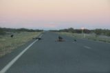 Carnarvon_006_06132006 - Giant birds or hawks pecking away at roadkill near Carnarvon