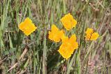 Carson_Falls_049_04212019 - Checking out some California Poppies blooming alongside the Oat Hill Road while I pursued the Carson Falls in April 2019