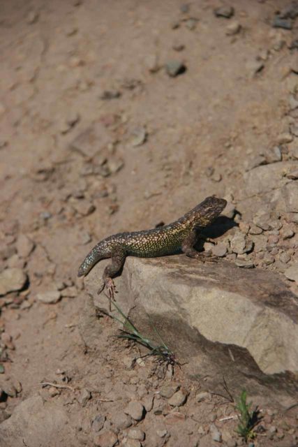 Carson_Falls_076_04092010