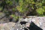 Carson_Falls_076_04212019 - Zoomed in look at a lizard basking in the sun on some rock next to the Carson Falls Trail during my April 2019 hike
