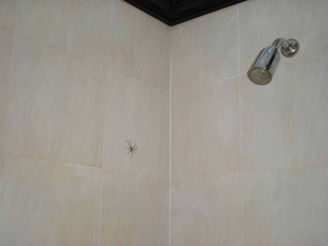 Regardless of what the reviews say, even the best of accommodations can yield moments like these (where we saw a large spider in the bathroom almost the diameter of the shower head)