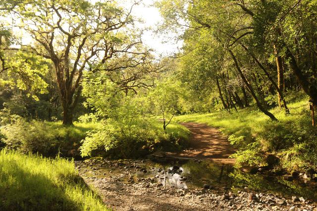 Cascade_Falls_018_04192019 - Looking back at the last crossing of San Anselmo Creek had I taken the main trail. The High Water Trail and main trail join up here