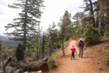 Cascade_Falls_Cedar_021_05252017 - Initially, the Cascade Falls Trail meandered amongst trees while still offering a glimpse of the valley below in the direction of Kolob Terrace