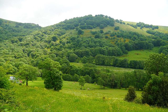 Cascade_de_Faillitoux_010_06082025 - Looking down towards a herd of cows relaxing and grazing at the same time while unknowingly clanking the cow bells that they were wearing