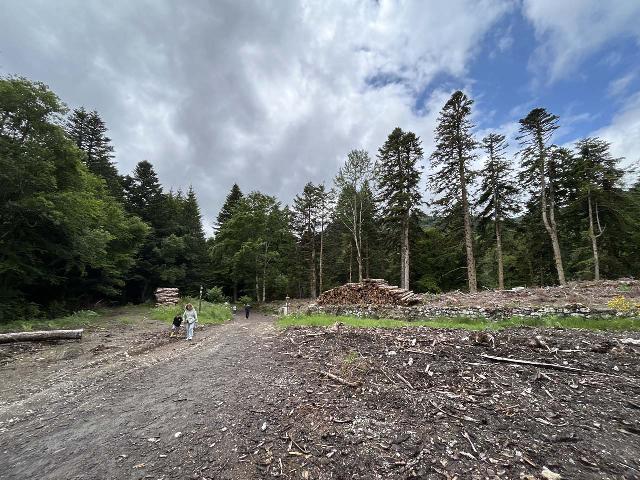 Cascade_de_Rossignolet_017_iPhone_14_06072025 - Traversing through a strangely wide open de-forested clearing between the Cascade du Rossignolet and the Cascade du Queureuilh