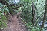 Cataract_Falls_104_04212019 - The trail continuing to climb alongside Cataract Creek