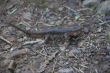 Cataract_Falls_112_04212019 - A salamander seen on the Cataract Falls Trail