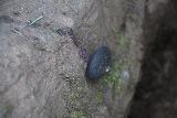 Cataract_Falls_113_04212019 - An interesting-looking snail clinbing to a rock wall besides the Cataract Falls Trail