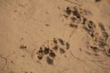 Cedar_Creek_Falls_292_01232016 - We noticed these paw prints on a muddy part of the trail, and we weren't sure if they belonged to dogs, coyotes, cougars, or what