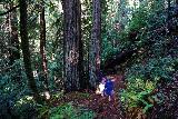 Chamberlain_Falls_033_11202020 - Julie and Tahia still walking by some redwoods alongside the Chamberland Creek Falls Trail
