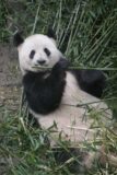 Chengdu_012_04272009 - Panda eating bamboo