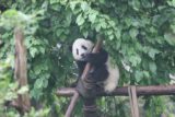 Chengdu_080_04272009 - A panda hanging onto a pole looking afraid
