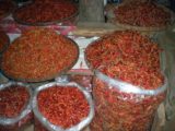 Chiang_Mai_026_jx_12282008 - Colorful yet fiery hot chilis at the Mae Malai Market