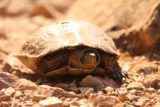 Cimbarra_028_05302015 - The tortoise that Tahia noticed while hiking the Cascada de la Cimbarra trail