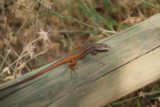Cimbarra_164_05302015 - A lizard seen near the Cascada de la Cimbarra trail