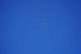 Circle_X_Ranch_Grotto_327_01302021 - Looking high up at a gliding bird that could be a rare California condor