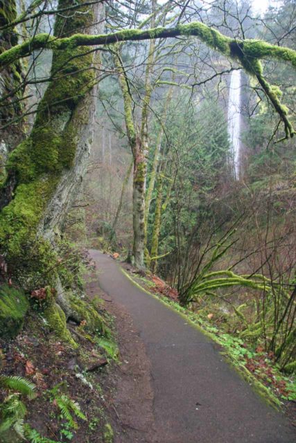Columbia_River_Gorge_015_03282009 - Mossy trees flanked the easy and paved trail leading to the base of Latourell Falls in the wet Spring season