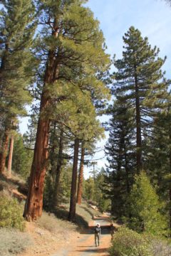 Cooper_Canyon_13_017_03172013