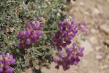Cooper_Canyon_Falls_033_05012016 - We noticed some attractive wildflowers seen along the way to the Cooper Canyon Falls from the Burkhart Trail during our May 2016 hike