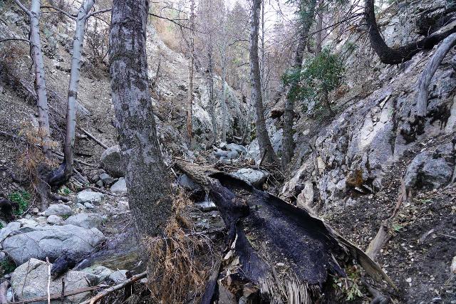 Cooper_Canyon_Falls_and_Buckhorn_Falls_107_03272022 - Buckhorn Canyon was littered with burnt trees, deadfall branches, and lots of debris flow during my late March 2022 visit