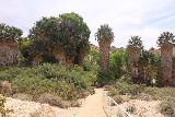 Cottonwood_Springs_008_05182019 - Approaching the fan palm oasis at Cottonwood Springs