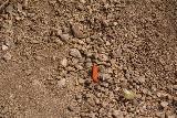 Cottonwood_Springs_031_05182019 - An interesting orange worm that Tahia noticed at the Cottonwood Springs oasis