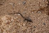 Cottonwood_Springs_044_05182019 - A lizard scurrying about near the short trail by the Cottonwood Springs oasis