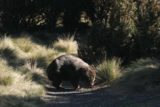 Cradle_Mtn_067_11262006 - A wombat on the premises