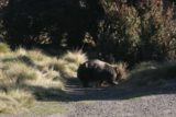 Cradle_Mtn_068_11262006 - A wombat on the premises