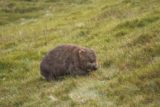 Crater_Falls_17_023_11292017 - Early on in our hike to Crater Falls, we spotted this furry wombat happily grazing near the boardwalk during our late November 2017 visit