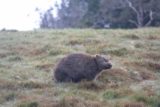 Crater_Falls_17_038_11292017 - Another look at the furry wombat happily grazing without even a care as to what we were doing