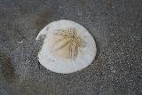 Crescent_Beach_232_04072021 - Close-up look at the shell of a sand dollar at Crescent Beach